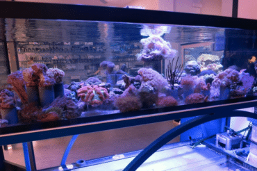 Acquario marino allestimento completo