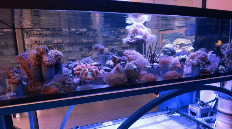 Acquario marino allestimento completo