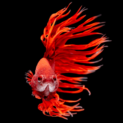 betta splendens