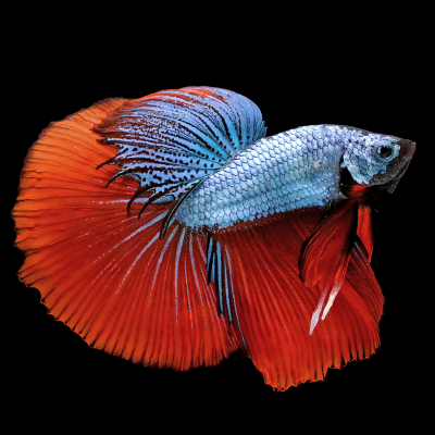 Riproduzione Betta Splendens: Guida Completa