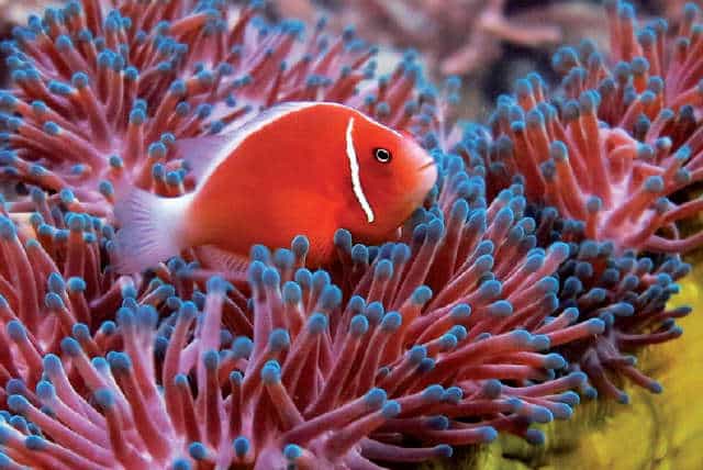 Anemoni marini: Come allevarli in acquario