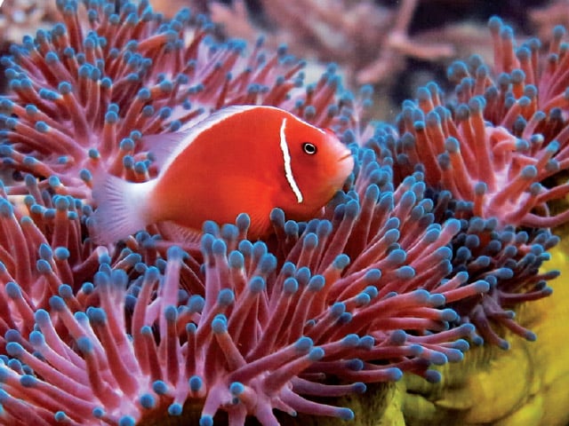 Anemoni marini: Come allevarli in acquario