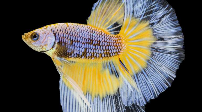 Betta Splendens: il pesce tropicale perfetto per i principianti