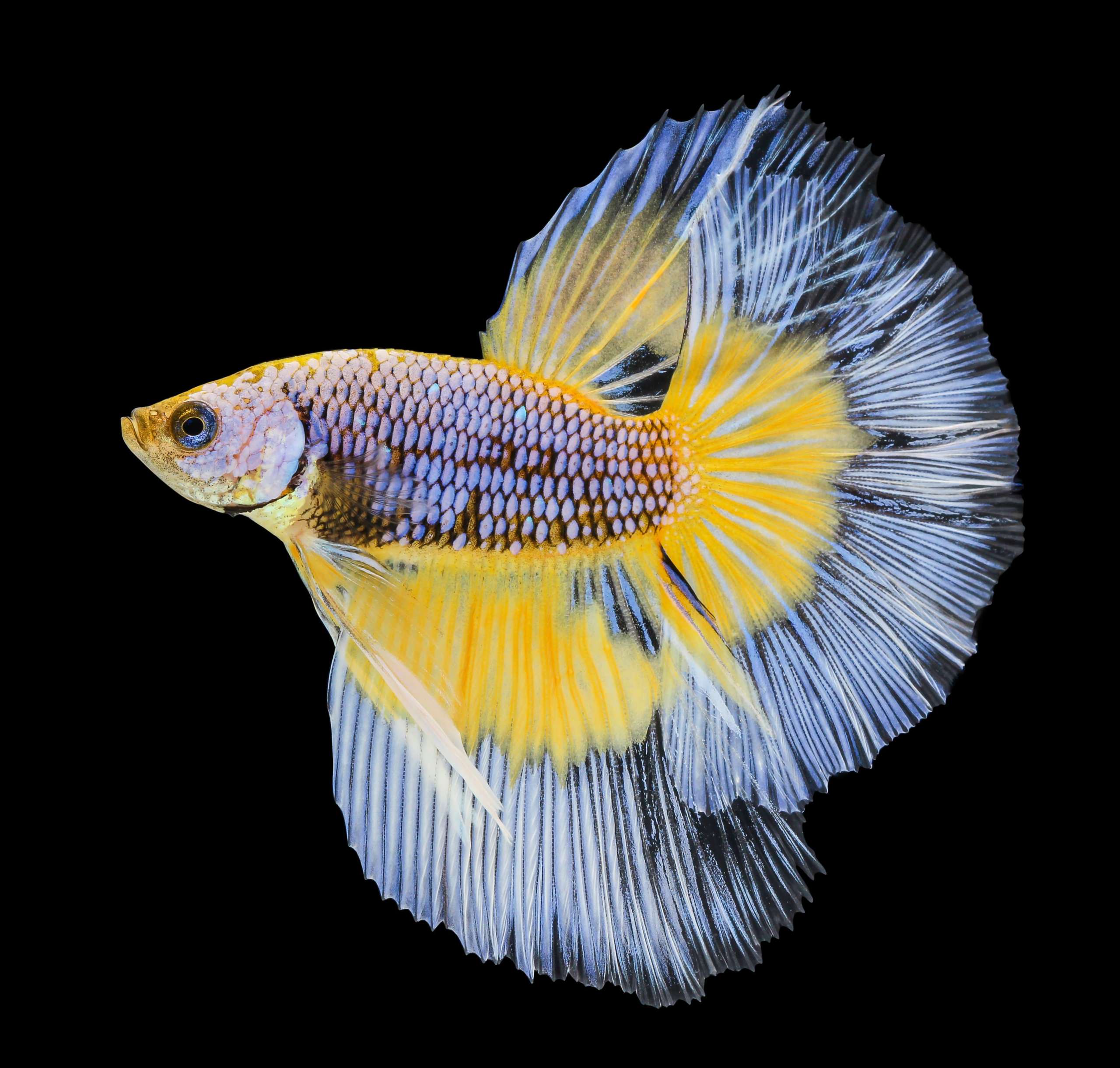 Betta Splendens: il pesce tropicale perfetto per i principianti