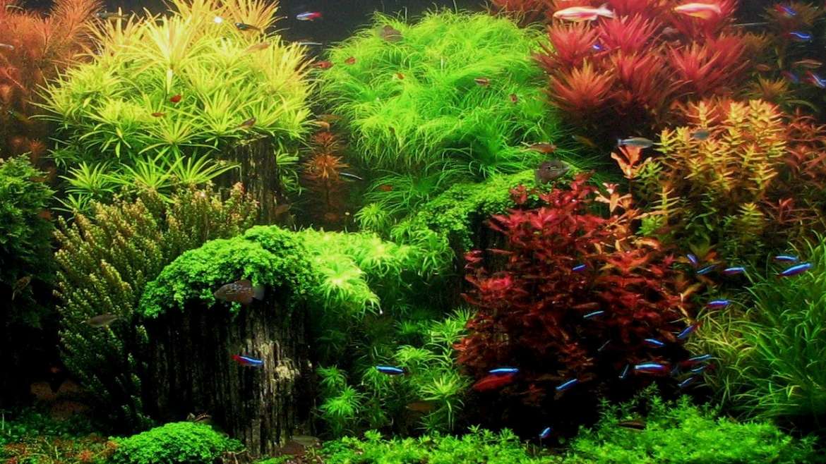 Piante in acquario guida all’allevamento : consigli e trucchi