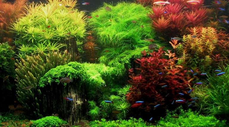 Piante in acquario guida all’allevamento : consigli e trucchi
