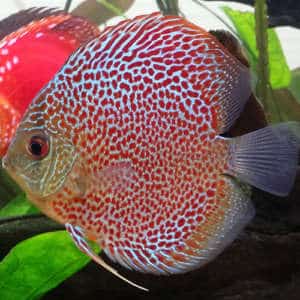 discus Symphysodon