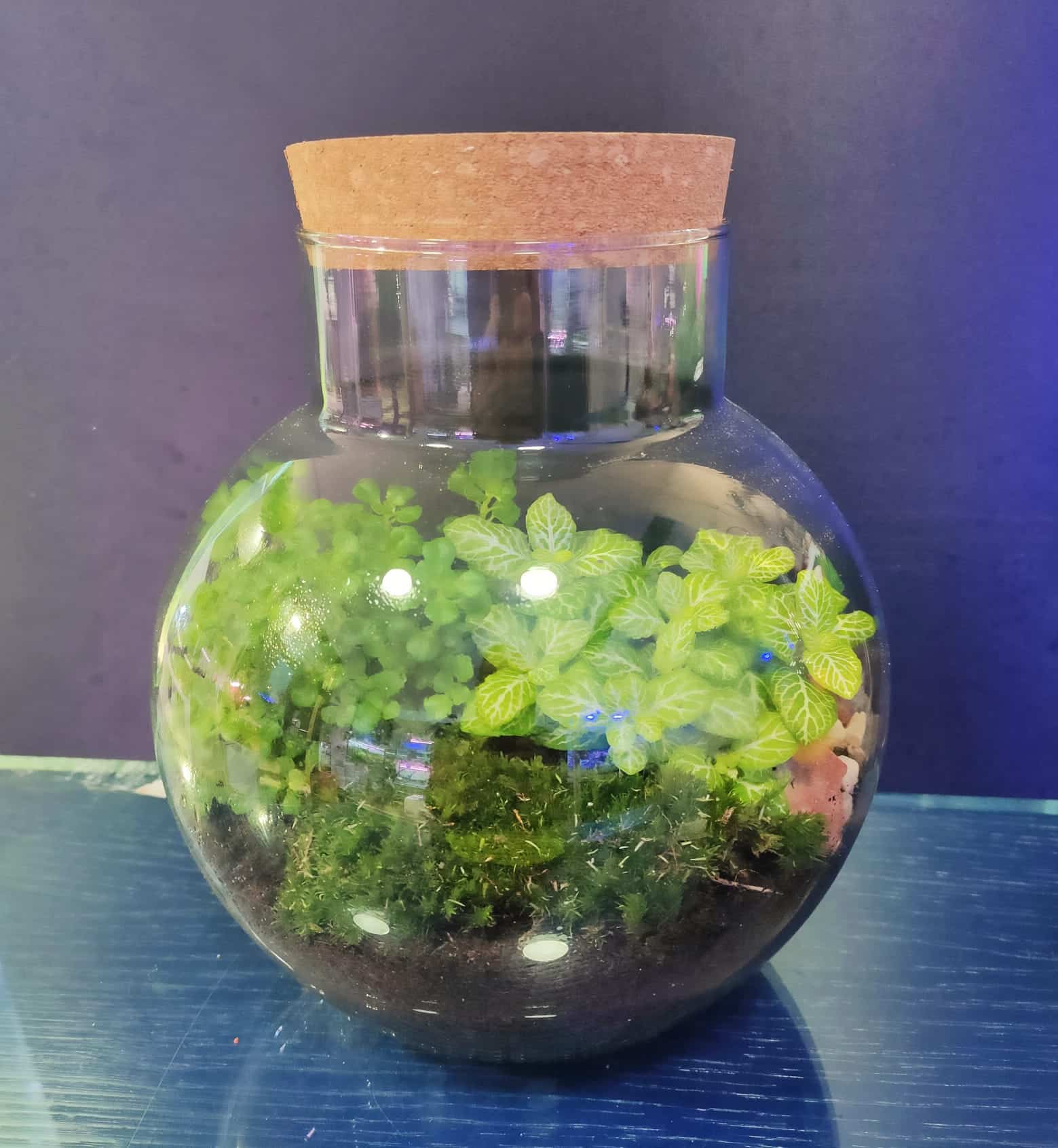 Terrarium