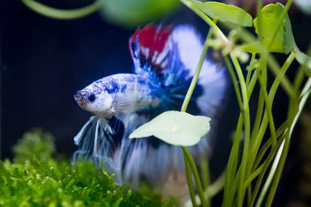 Betta Splendens: Guida all’Acquario Perfetto