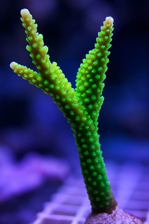 Acropora nobilis: La Guida Completa per Allevare la Regina dei Coralli SPS