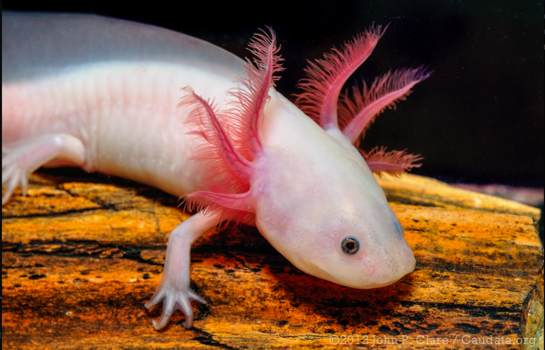 Axolotl: Guida Completa all’Allevamento, Cura e Misteri del “Pesce che Cammina”