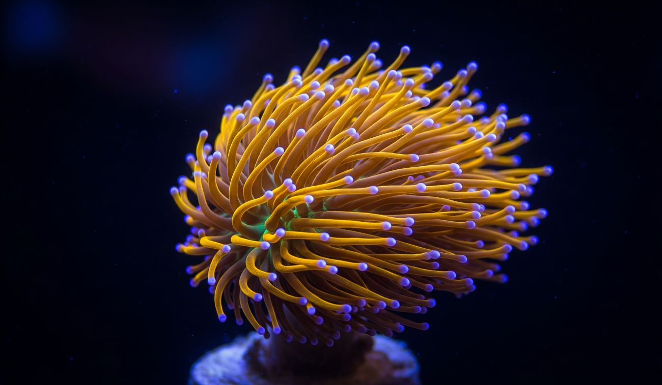 Coralli LPS: La Guida Definitiva per un Acquario Spettacolare